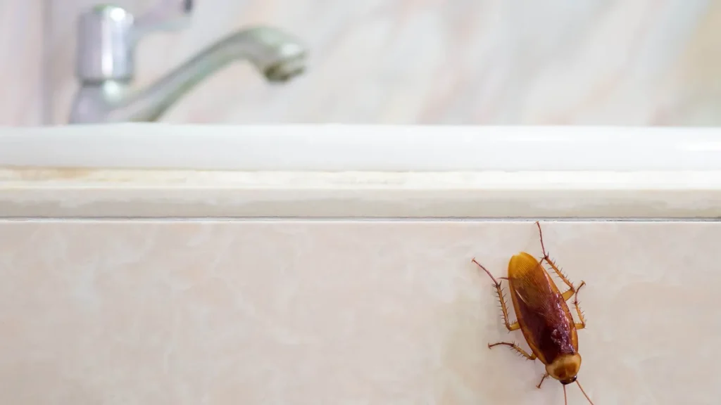 Best Ways to Keep Cockroaches Away